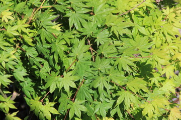 青々とした葉が折り重なっている「カエデ」