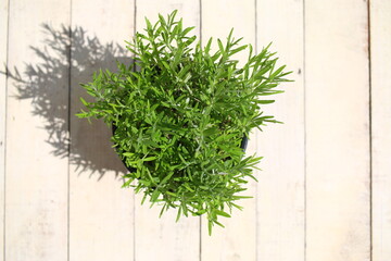 Lawenda wąskolistna lekarska Lavandula angustifolia wonna bławatka czyszczecz © Perovskia