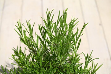 Lawenda wąskolistna lekarska Lavandula angustifolia wonna bławatka czyszczecz © Perovskia