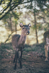 Ciervo, corzo, gamo y cría de cérvido disfrutando de su libertad paseando por el bosque salvaje. ciervo nipon de japon