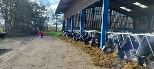 cows being in the shed © Darren