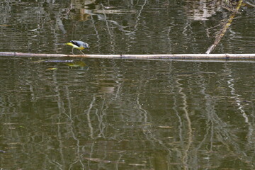 LAVANDERA CASCADEÑA