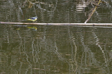 LAVANDERA CASCADEÑA