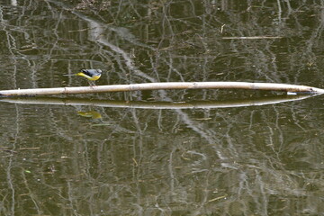 LAVANDERA CASCADEÑA