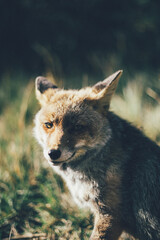 Zorro ibérico salvaje en la naturaleza disfrutando de su libertad en su hábitat natural