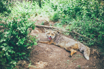 Zorro ib&eacute;rico salvaje en la naturaleza disfrutando de su libertad en su h&aacute;bitat natural