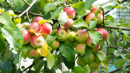 Red apples on a apple trees in the garden. Autumn harvesting. Apple orchard with red apples.
