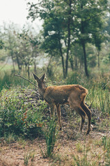 Ciervo, corzo, gamo y cría de cérvido disfrutando de su libertad paseando por el bosque salvaje. ciervo nipon de japon