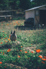 Gallinas en su gallinero siendo felices y viviendo con su familia en medio de la naturaleza y en libertad © Juno