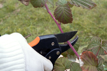 Gardener woman using a garden pruner cuts and rejuvenates a raspberry bush in an autumn garden for...