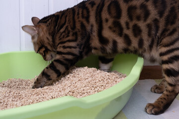 A clean cat uses its own litter box. The cat burrows the contents of the tray. Environmentally...
