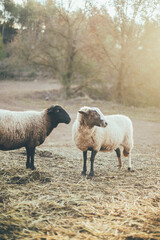 Ovejas, cabras y muflón animales de granja viviendo una vida en libertad en medio del bosque salvaje