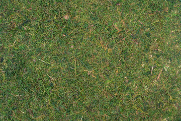Moss and grass. Natural green natural background