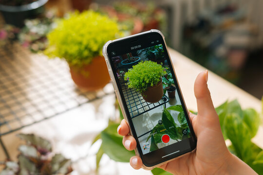 Close-up high-angle view of unrecognizable female blogger taking pictures of plants in floral shop using smartphone camera. Woman recording video of beautiful green houseplants in pots.