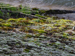 Mossy Patches by the River