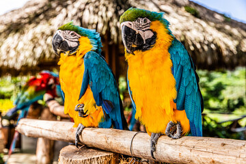blue and yellow macaw