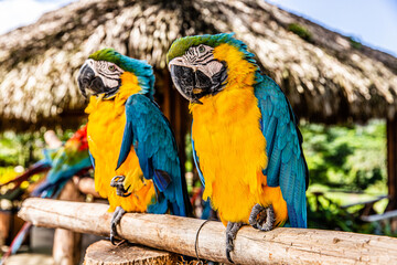 blue and yellow macaw ara © Terence