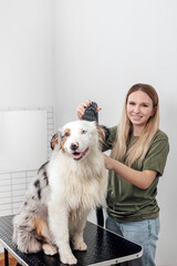 Female is grooming and trimming Australian shepherd in salon