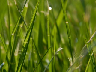 Blades of Grass in Lawn