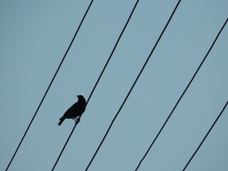 Blackbird Standing on Power Lines