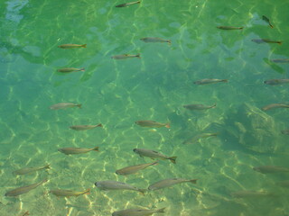 Clear water showing fish in the river, nature is beautiful and wonderful, let's preserve fish, rivers, lakes and seas.