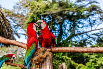 macaw 