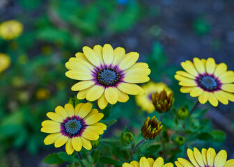 Vibrant yellow and purple Gerbera flowers on a summer’s day.