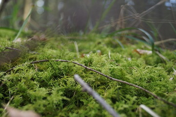 The forest and its plants