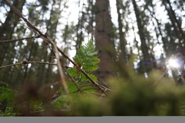 The forest and its plants