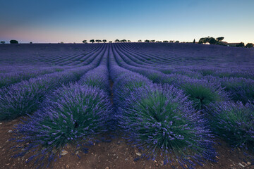 Naklejka na ściany i meble Lavender field photographed in the evening.