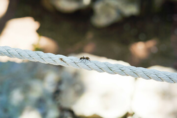 Hormiga del caribe mexicano caminando sobre una cuerda