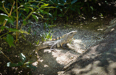 Ejemplar de iguana negra de cola espinosa típica del Caribe Mexicano
