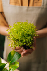 Vertical close-up cropped shot of unrecognizable female florist wearing apron holding in hands pot with Soleirolia plant standing in floral shop. Young woman gardener posing with houseplants at home.