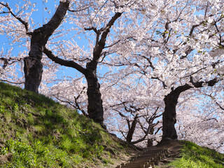 春の五稜郭公園