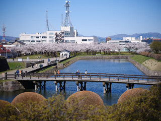 春の五稜郭公園