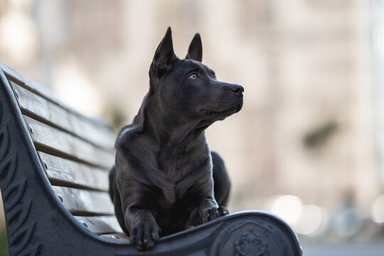 Thai Ridgeback dog lying on a bench against the backdrop of the urban landscape