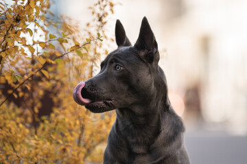Thai ridgeback dog in the autumn park. Close-up portrait