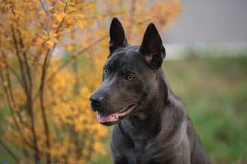 Thai ridgeback dog in the autumn park. Close-up portrait