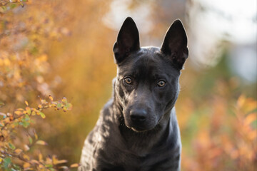 Thai ridgeback dog in the autumn park. Close-up portrait