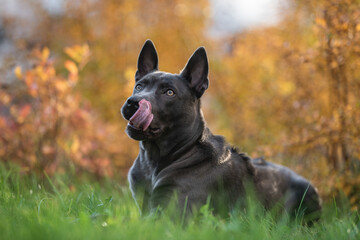 Thai ridgeback dog in the autumn park. Close-up portrait