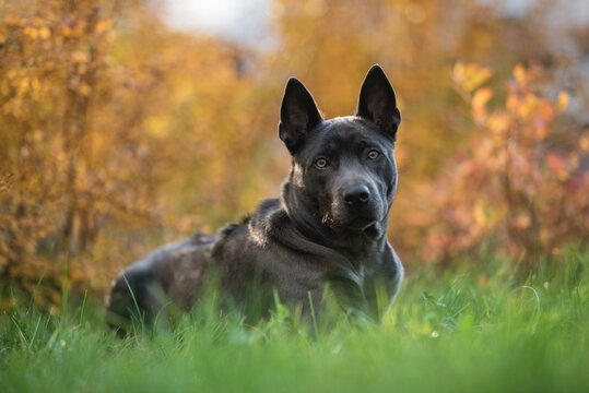 Thai ridgeback dog in the autumn park. Close-up portrait