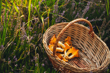 Tasty raw orange chantarelles in the wicker basket in green grass with heather flowers