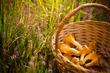Tasty raw orange chantarelles in the wicker basket in green grass with heather flowers