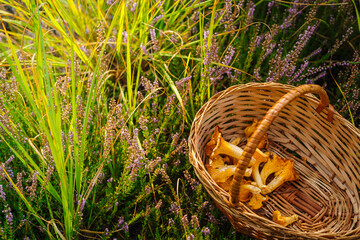 Tasty raw orange chantarelles in the wicker basket in green grass with heather flowers