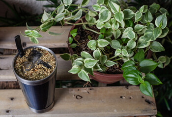 terere, tereré erva mate,  bebida tradicional 