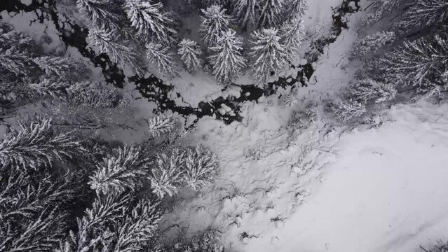River through a would - bird view