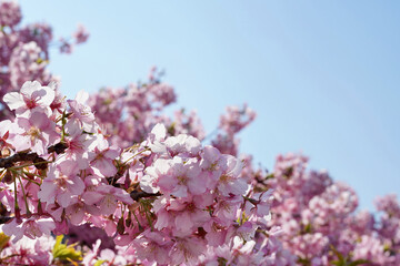 Kawazu sakura cherry blossom