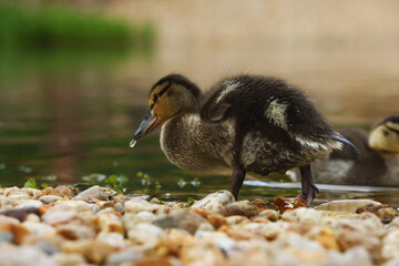 The mallard or wild duck (Anas platyrhynchos) small newborn swimming on the lake.