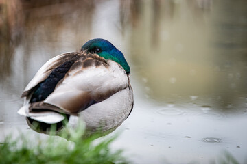 Duck by the pond.