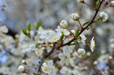 White flowers on the branches of trees in the spring